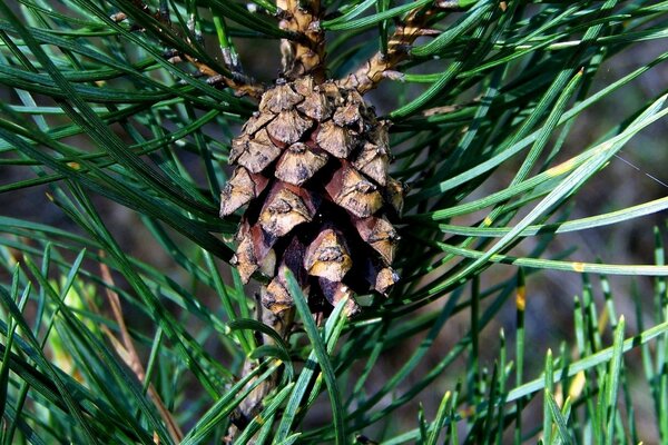 Pine with long green needles and small cones