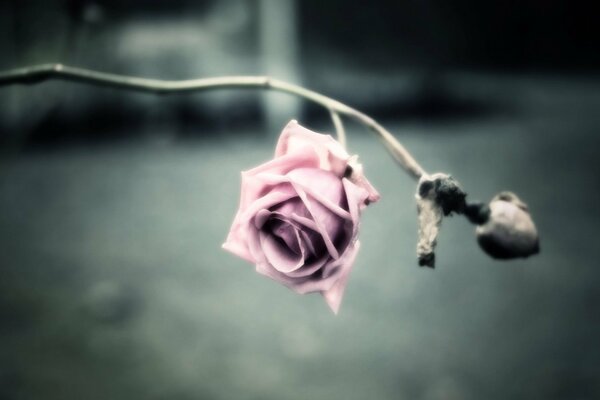 Rose solitaire sur fond gris