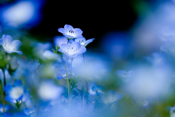 Fleurs bleues délicates dans la clairière