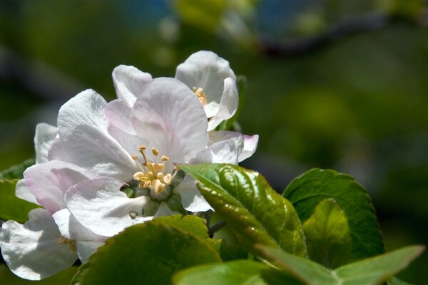 Na makro białe kwiaty i zielone liście jabłoni podczas kwitnienia