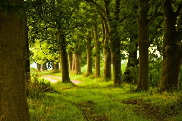 Forest nature and overgrown trail