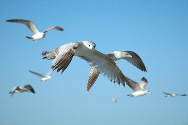 Hermoso vuelo aves cielo animales