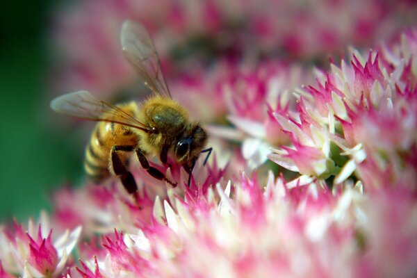 In a clearing of flowers, an insect is busy with an important matter