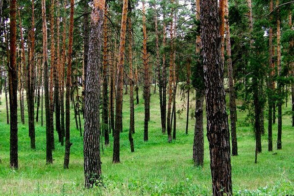 Tree trunks on a grass background