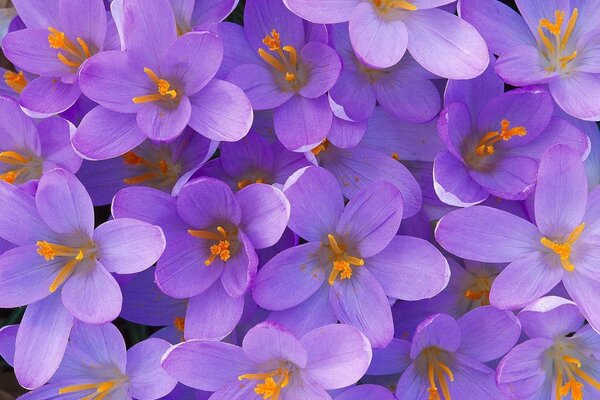 Flores moradas con pistilos anaranjados