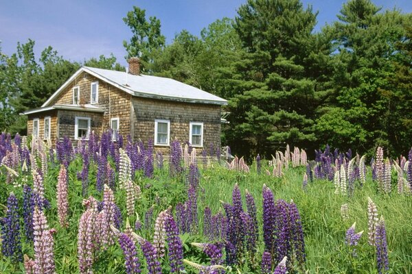 Brick house on the background of fir trees and flowers