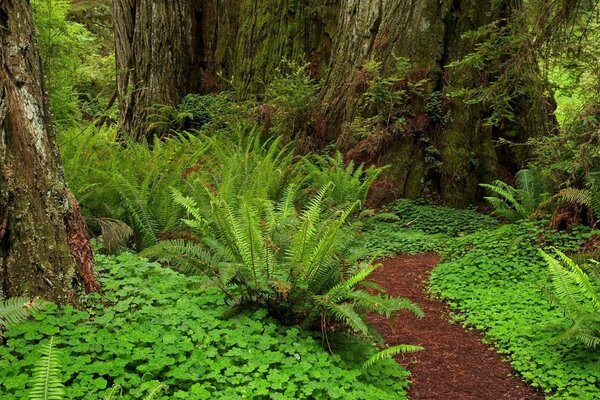 Forest path between ferns and trees