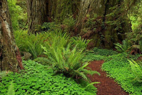 Sentiero forestale tra felci e alberi