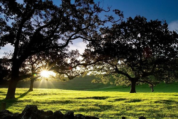 Le soleil se fraye un chemin à travers les arbres dans la Prairie