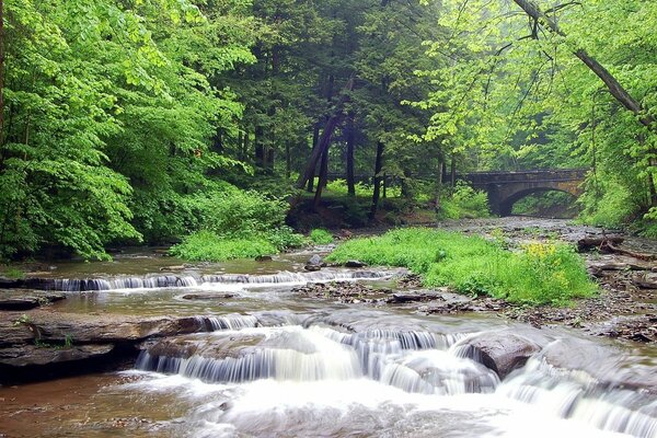 Ruisseau rapide, perdu au milieu des broussailles de la nature