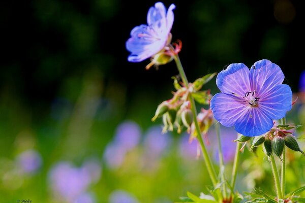 Fleurs fines bleues dans le champ