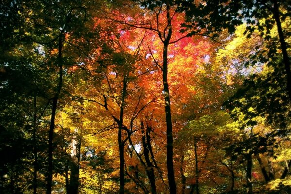 L automne a habillé les arbres dans toutes les couleurs vives