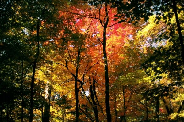 Осень одела деревья во все яркие цвета