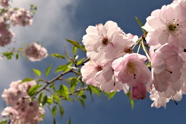 Pink flowers on a blue sky background