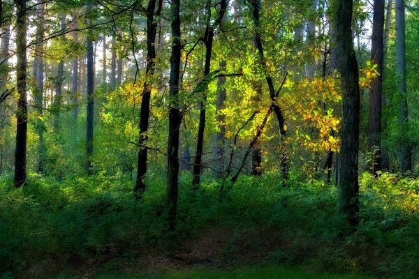 Bewachsener Waldpark im Sommer