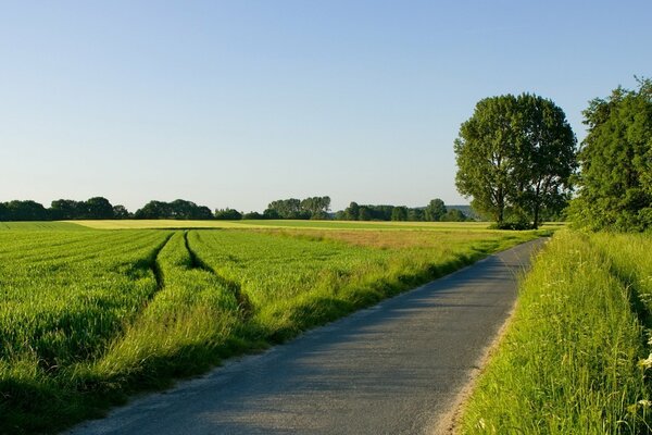 En un día soleado, el camino a través del campo