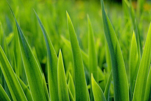 Herbe verte tendre vers le soleil