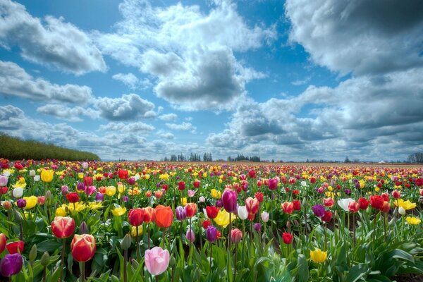 Campo de tulipanes multicolores y cielo azul con nubes