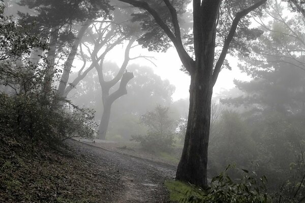 Leśna ścieżka i drzewa we mgle