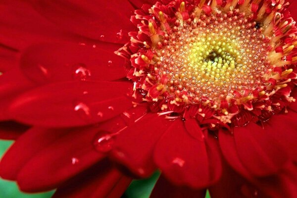 Macro with chrysanthemum of rich red color and water droplets