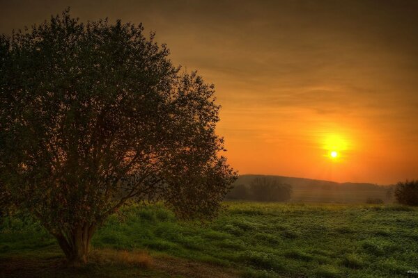 Flauschiger Baum bei Sonnenuntergang im Wald