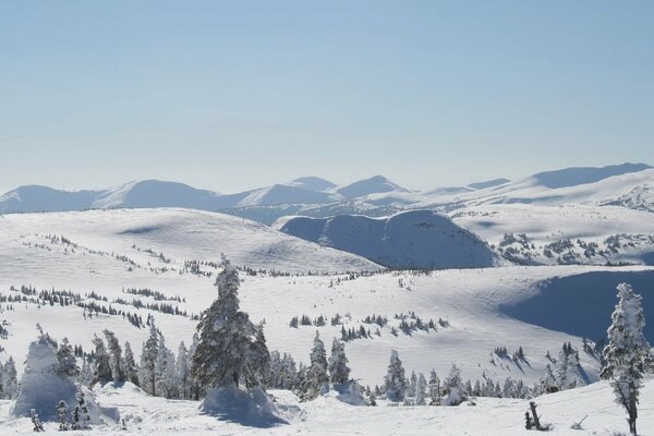 Snow-covered fir trees on the hills in winter