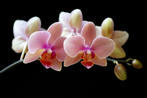 Boccioli di orchidea chiusi su sfondo nero