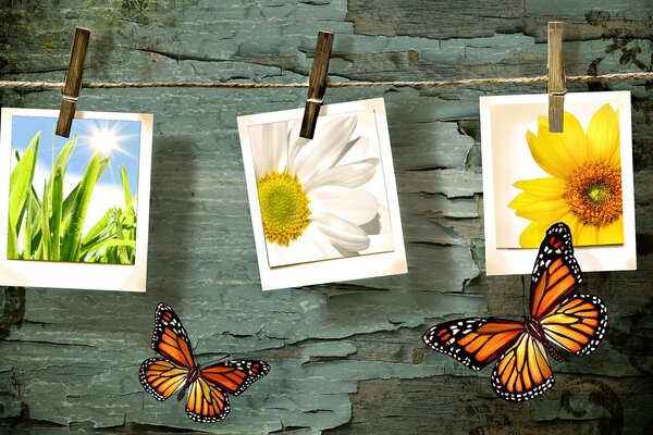 Photos of flowers and grass on a rope with signs