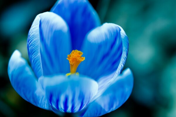 Delicate petals of the opened bud