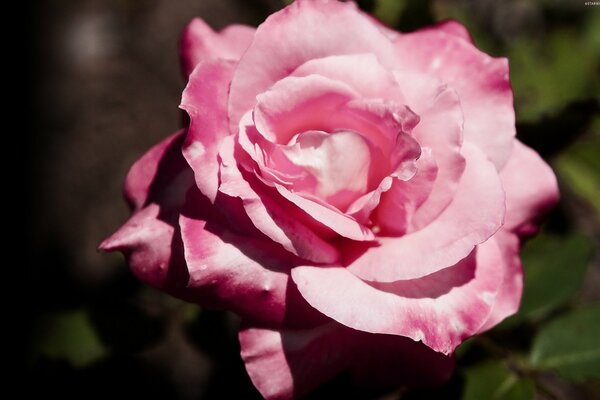 Rosa de té en la lente de la cámara