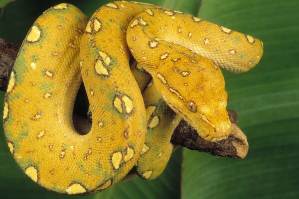 Serpent jaune sur une branche glomérulaire