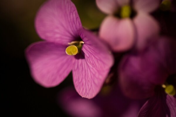 Veines sur un pétale de fleur lilas