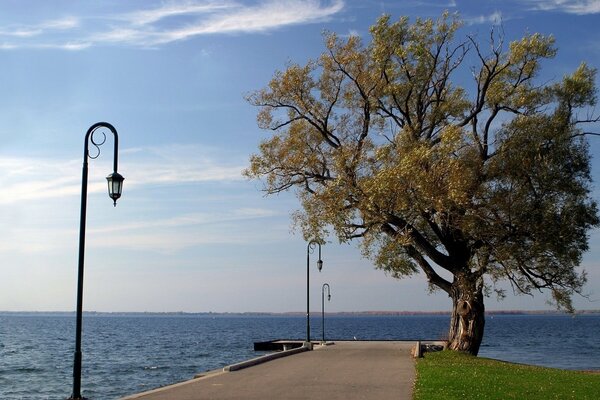 A lonely tree on the embankment, by the road