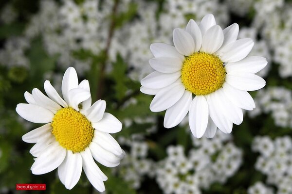 Deux marguerites sur fond de champ de marguerites