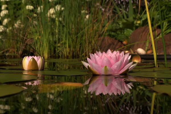 Eine rosa Seerose am See allein