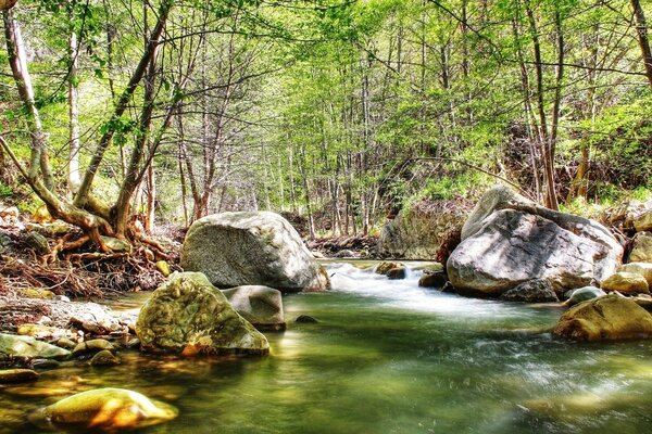 Río de montaña y rayos de sol en el bosque salvaje