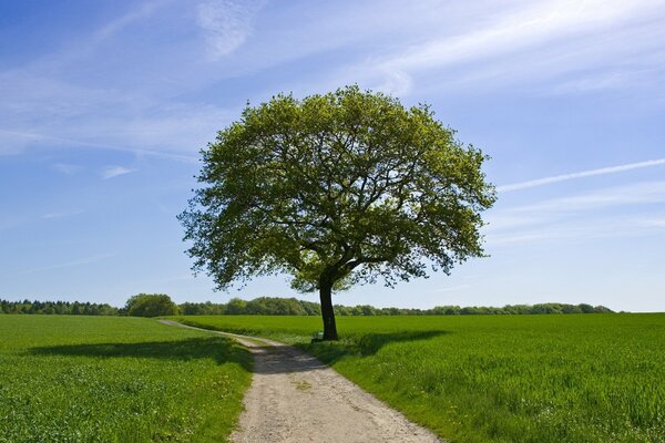 Ein einsamer Baum inmitten heller Wiesen