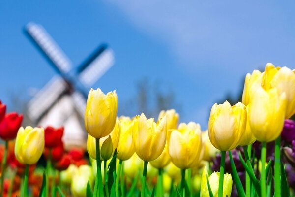 Viele Farben sind auf dem Feld bunt gefärbt