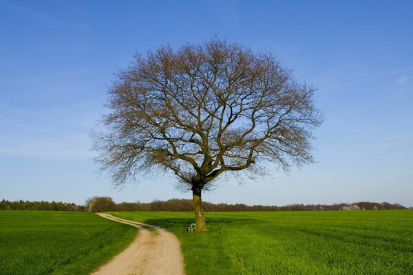 Ein einsamer Baum im Feld