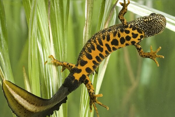 Lizard in a terrarium with plants