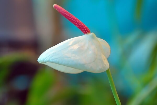 White calla on a green background