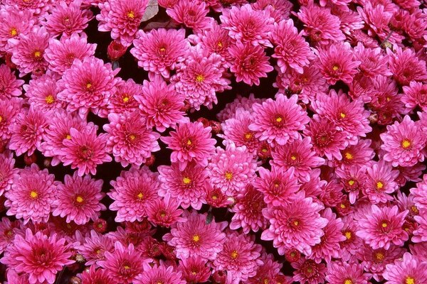 Chrysanthèmes de couleur rose sur le rôle