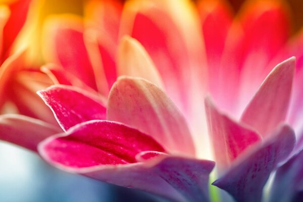 Les rayons du soleil tombant sur une fleur pourpre