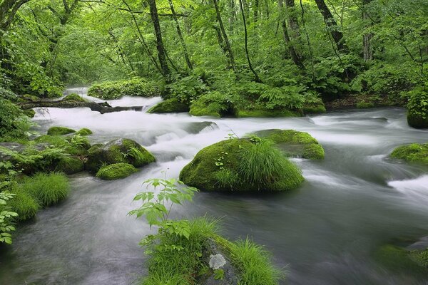 Nebliges Wasser mit wilden Dickichten im Wald