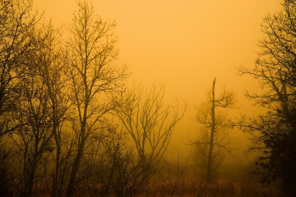 Landscape of late autumn forest in fog