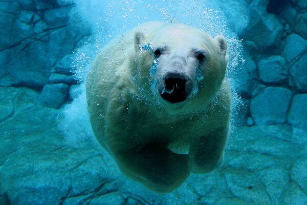 Polar bear swims underwater