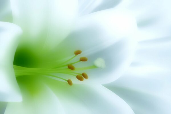 Snow-white lily of the valley with green stamens