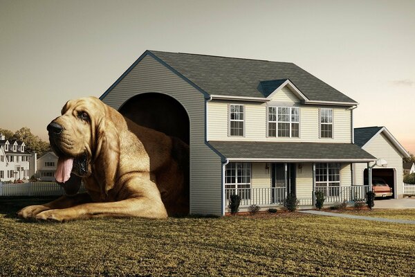 A big dog in a small house