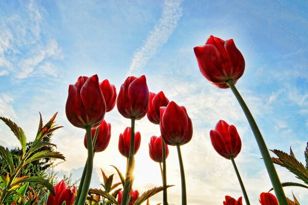 Los tulipanes rojos llegan al sol