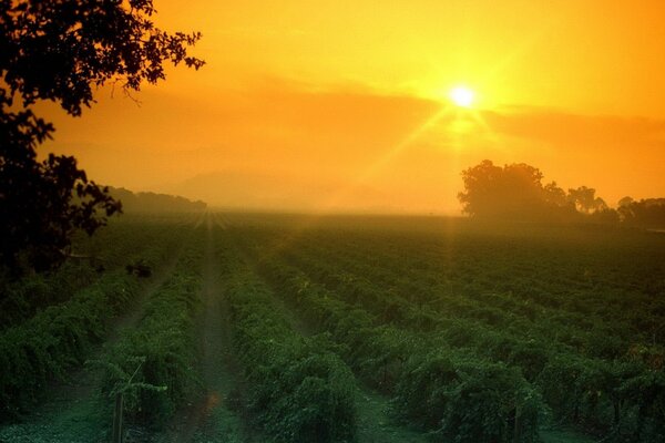 Sonnenuntergang vor dem Hintergrund der grenzenlosen Felder